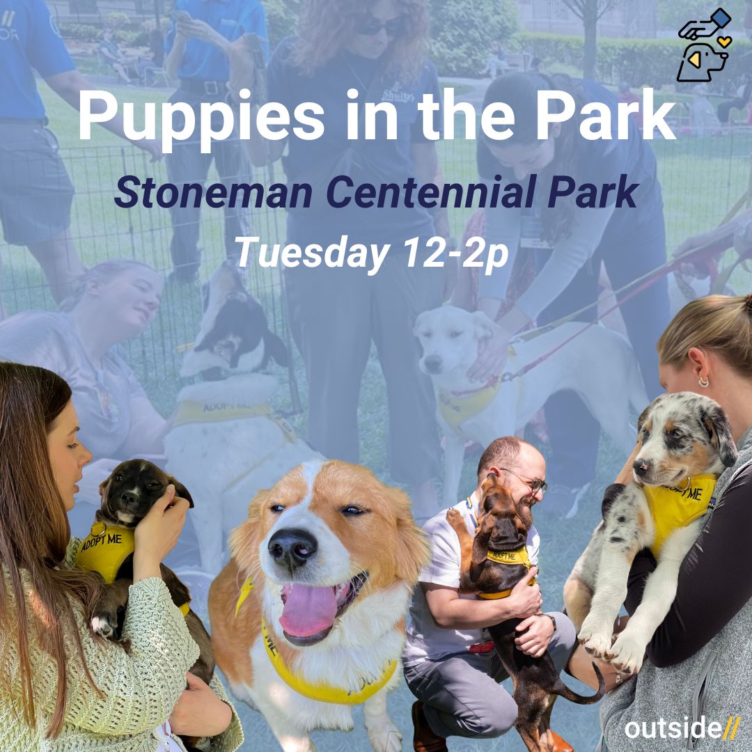 Puppies in the park image