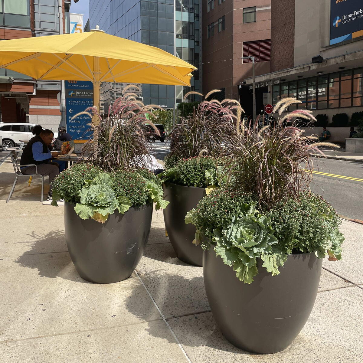 3 planters with ornamental cabbage